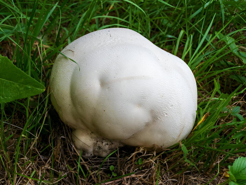 puffball mushroom